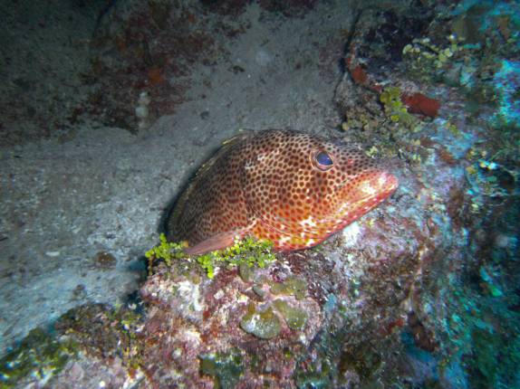 Fotografando peixes no Marilyn's Cut, em Little Cayman, nas Ilhas Caiman